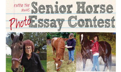 Riding A Horse essays