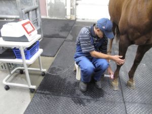 Laser Therapy for horses