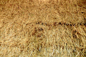 Analyze Hay