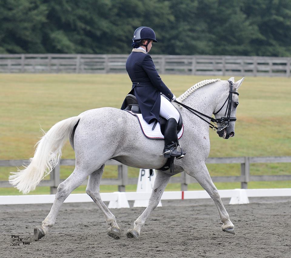Sport Horse