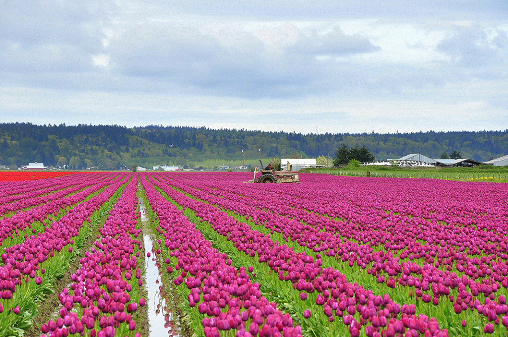 Skagit Valley Tullips EDIT