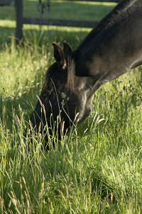 grazing
