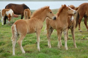 Breeding