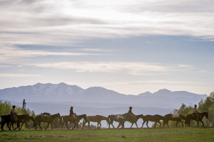 Unbranded