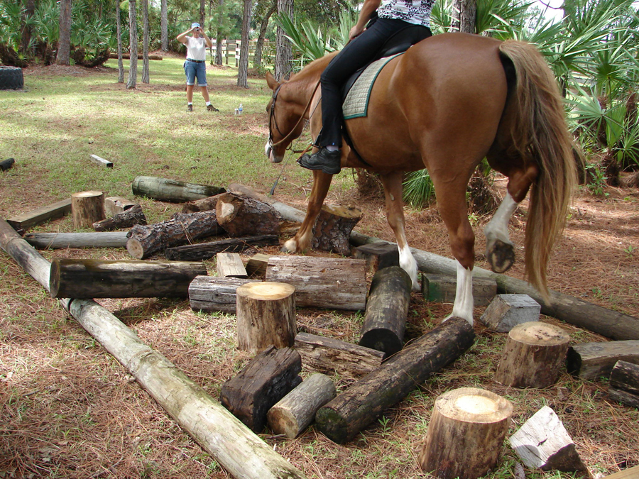 Mastering Log Obstacles The Northwest Horse Source