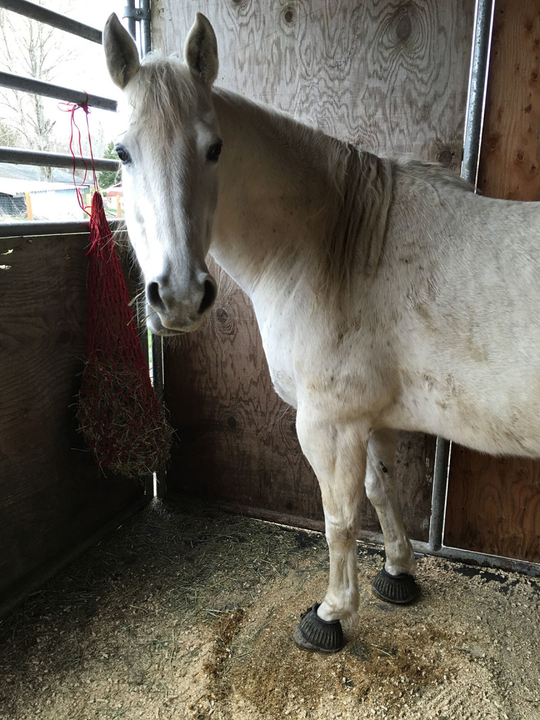 April in stall 2016