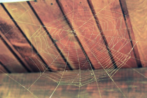 cobweb spider web