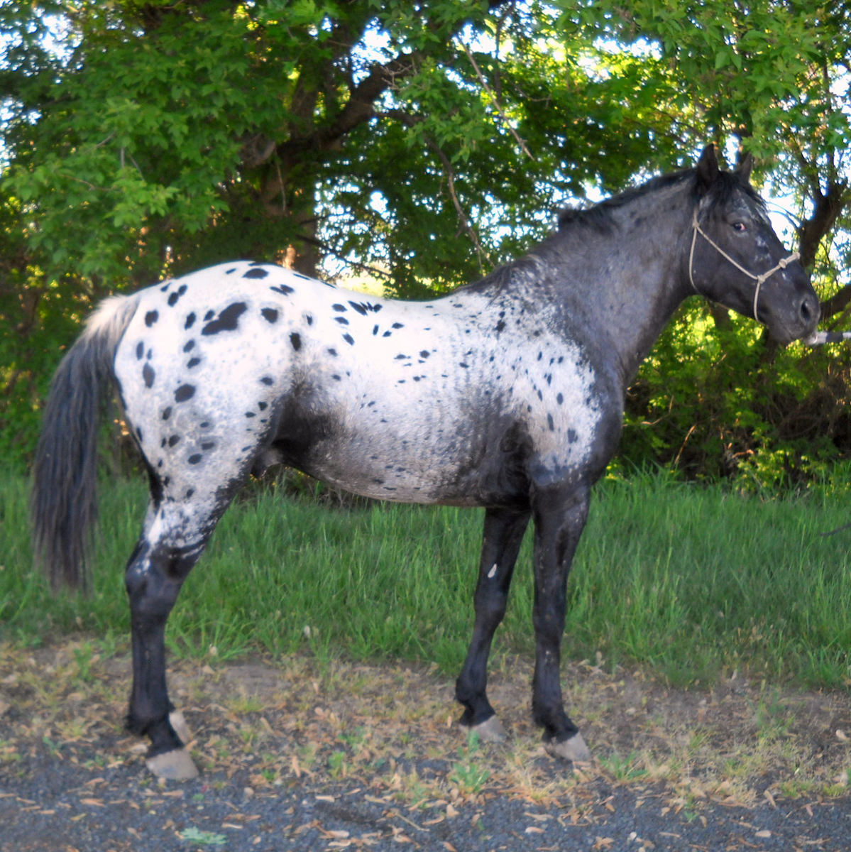 Appaloosa Characteristics – Appaloosa Horse Club (ApHC) UK