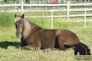 Justice Horse Lying down