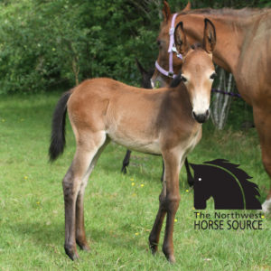 Mule Foal Baby Horse
