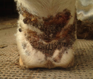 Sox for Horses Equine Pastern Dermatitis