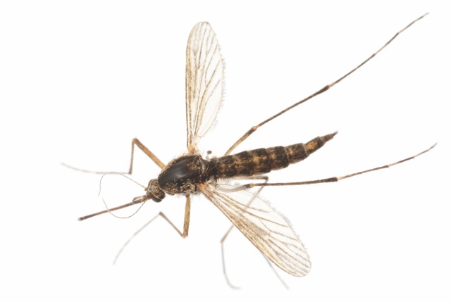 Merck Mosquito image