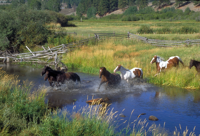 horses_running_ranch-flooding