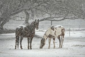 getty-winter-snow-cold-horses stall