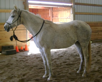 missy-wryn-horse-afraid hegemony