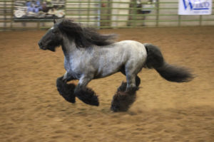 nwhfe-stallion-roan-free-nwhf16-img_6775 Northwest Horse Fair