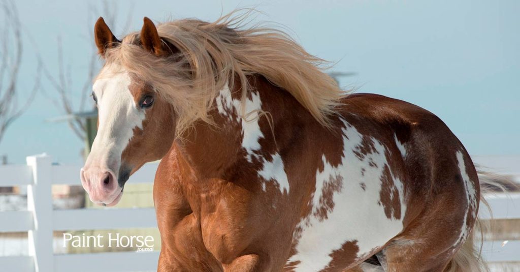 paint-horse-genetics Genetic