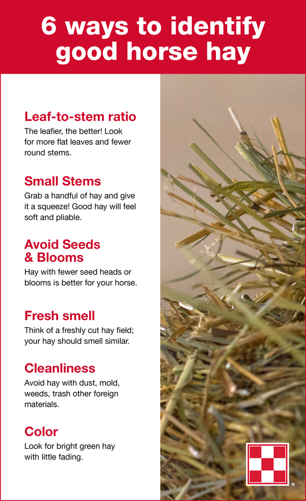 When selecting your horse’s forage, keep these six signs of good quality hay in mind. Image courtesy Purina.