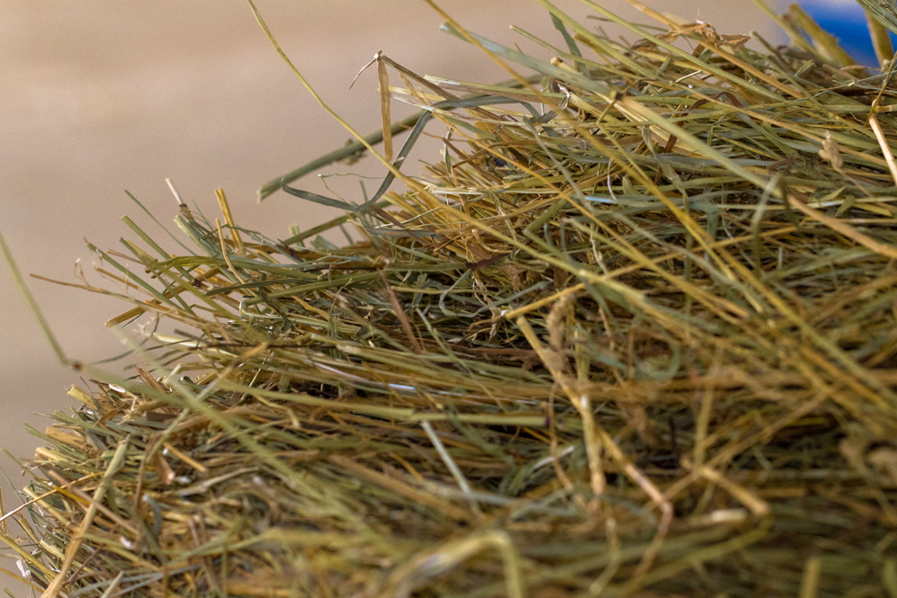 A good quality hay can help keep a horse healthy, while poor quality hay can be detrimental. Image courtesy Purina.
