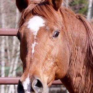 whin-image Whatcom Horses In Need
