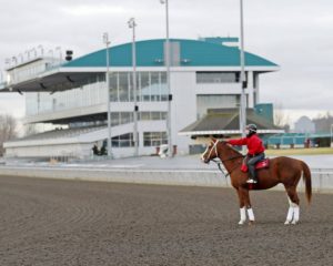 Horses