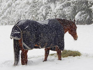 January 2017 Horses Need Room to Move in All Seasons by Juliet M. Getty, Ph.D