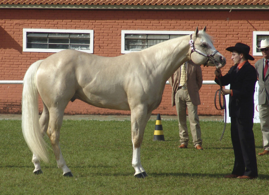 Myth A Shiny Horse Is A Healthy Horse The Northwest Horse Source