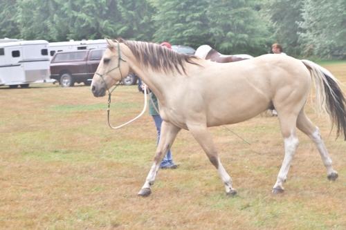 getting my first horse