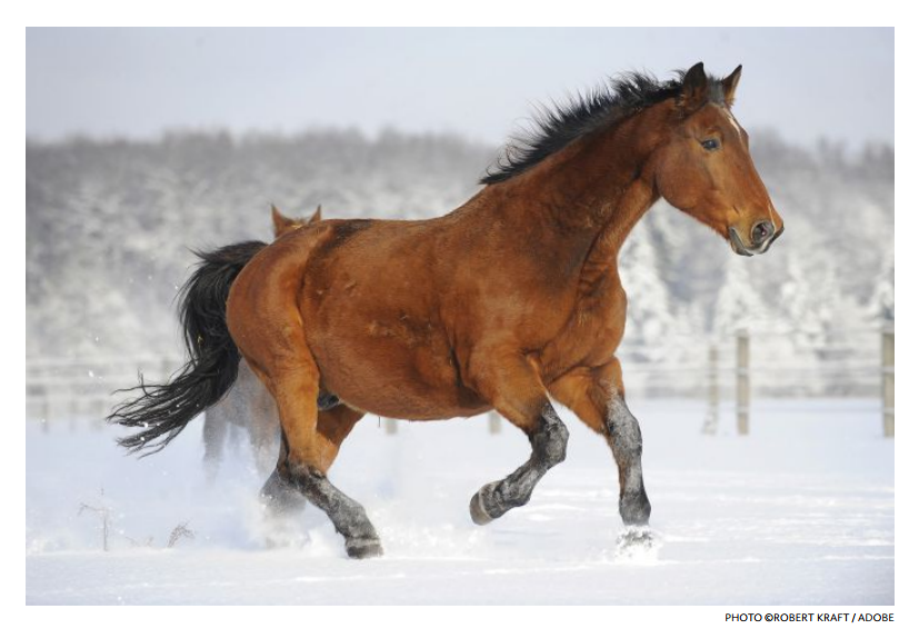 A Winter Diet for Thin Senior Horses