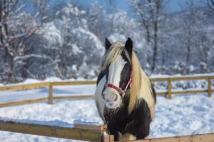 horse cold snow paint icelandic