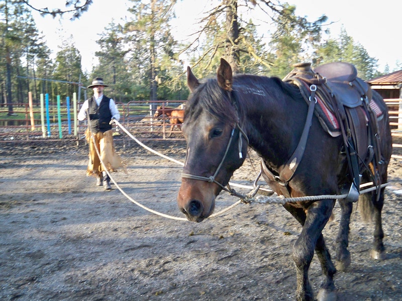 Out of the Wild Part 3 First Saddling and Ground Driving Horse Training The Northwest
