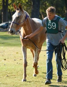 competitive trail riding