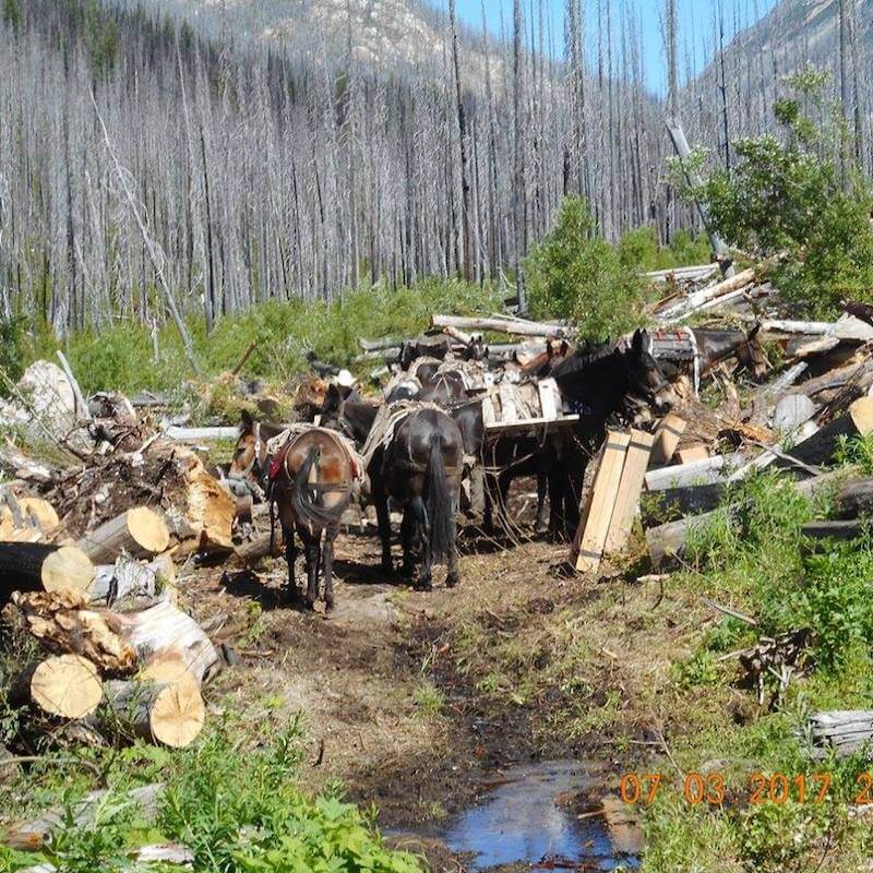 Back Country Horsemen State Trail Crews