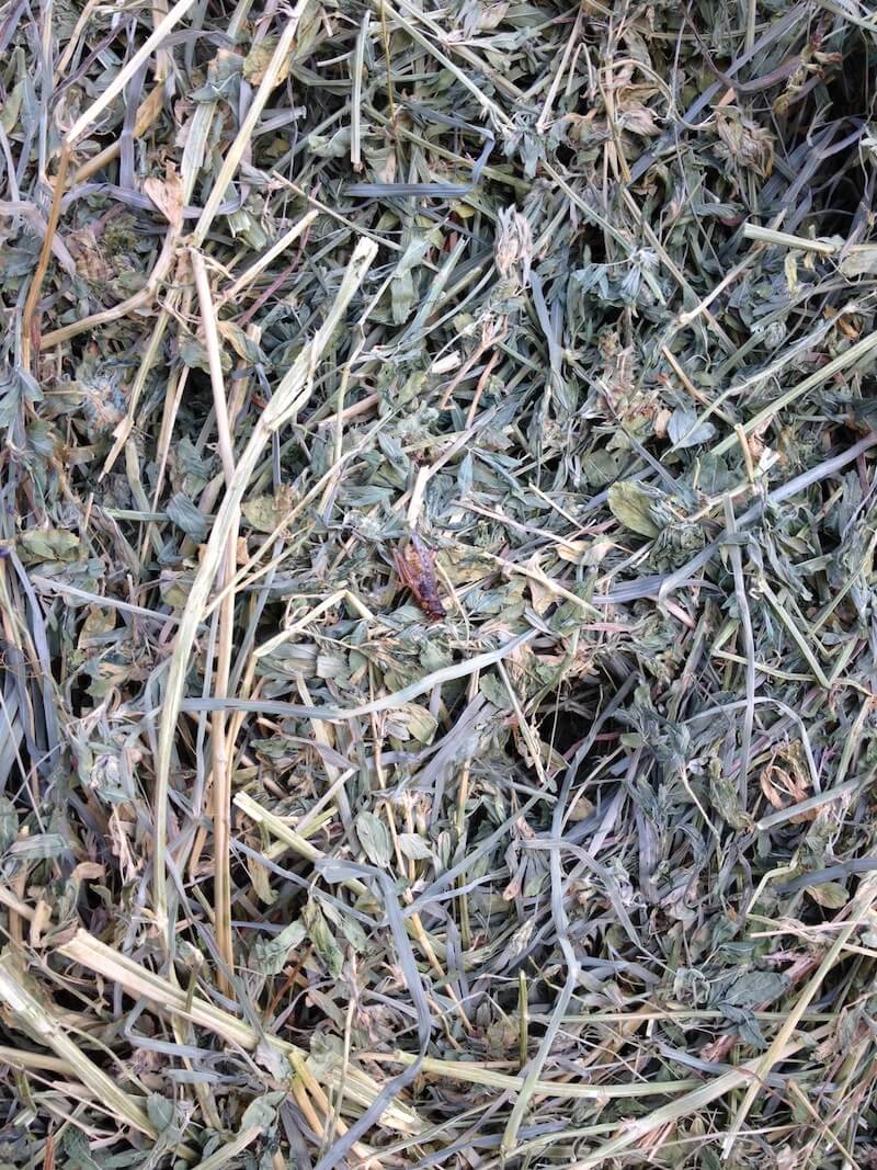 Blister Beetles in the Pacific Northwest Part 1 The Northwest