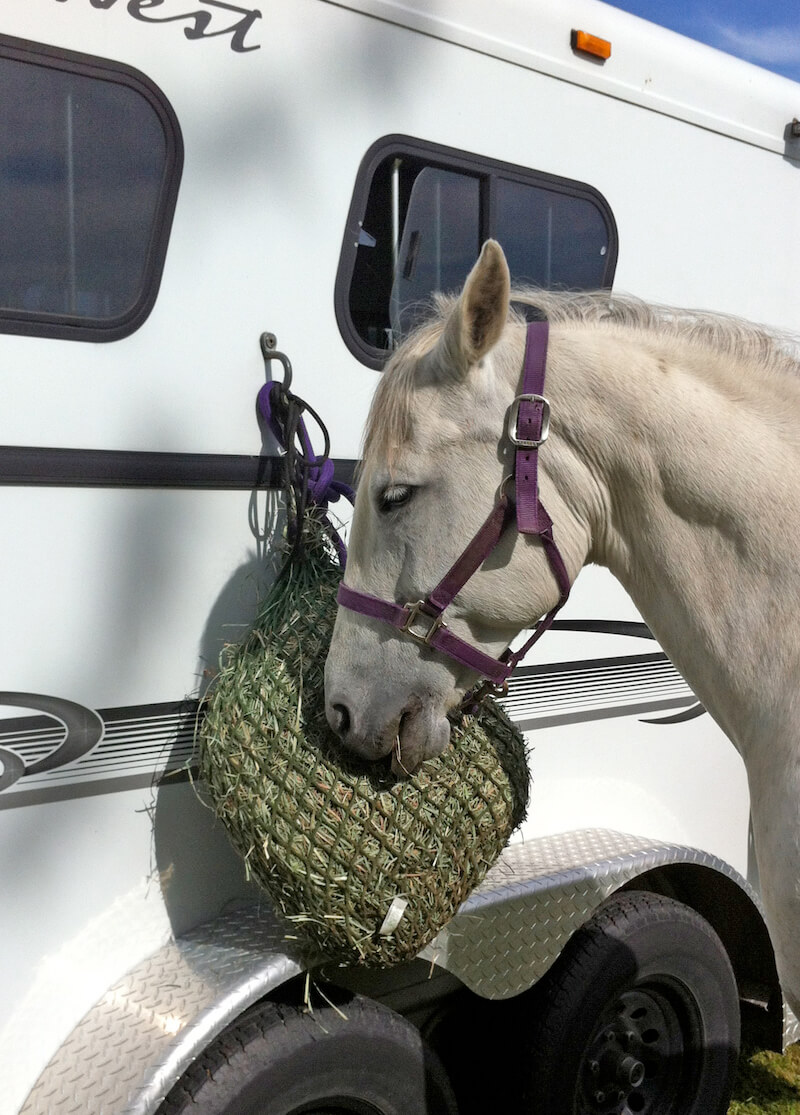 Horses Are Healthier Happier With Slow Feeder Hay Nets Nw