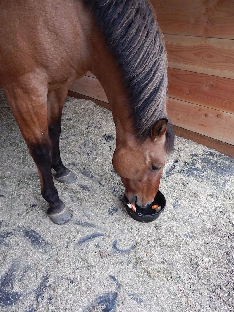 Equine Digestive System Part 2 The Northwest Horse Source