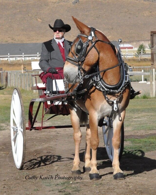 Hell’s Canyon Mule Days—Rated E for Everyone! The Northwest Horse