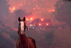 Emergency Funds Needed to Help Equine Victims of California Fires