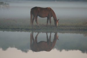 master equestrian photographer Bob Langrish