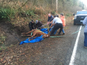 Horse Helped Out of a Ditch on Christmas Eve