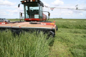 MISCONCEPTIONS IN SELECTING FORAGE FOR HORSES