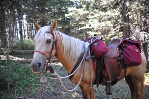 Trail Savvy: Camping Without a Pack Horse