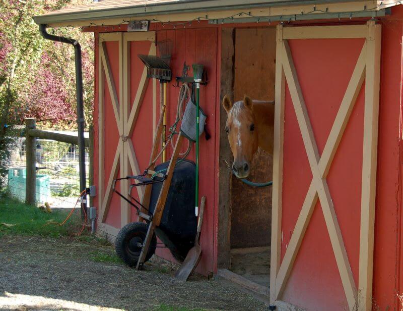 Small Farm Makeover: Shelter Requirements for Horses