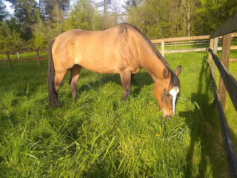 Small Farm Makeover: Healthy Pastures Make Healthy Horses