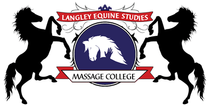 Feature: Choosing an Equine Massage Therapist