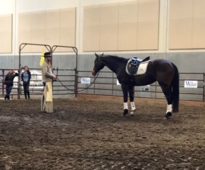 Trainer's Corner: The Value of Groundwork