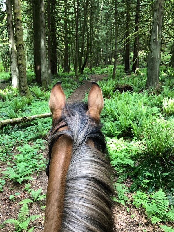 Horses are the gift that keep on giving.