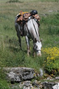 The Chief Joseph Trail Ride