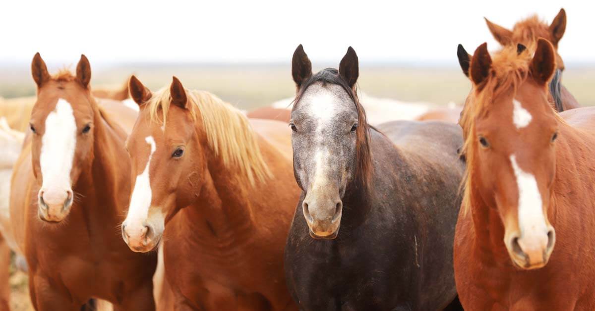 The Unveiling of the Road to the Horse 2020 Remuda 6666 Ranch