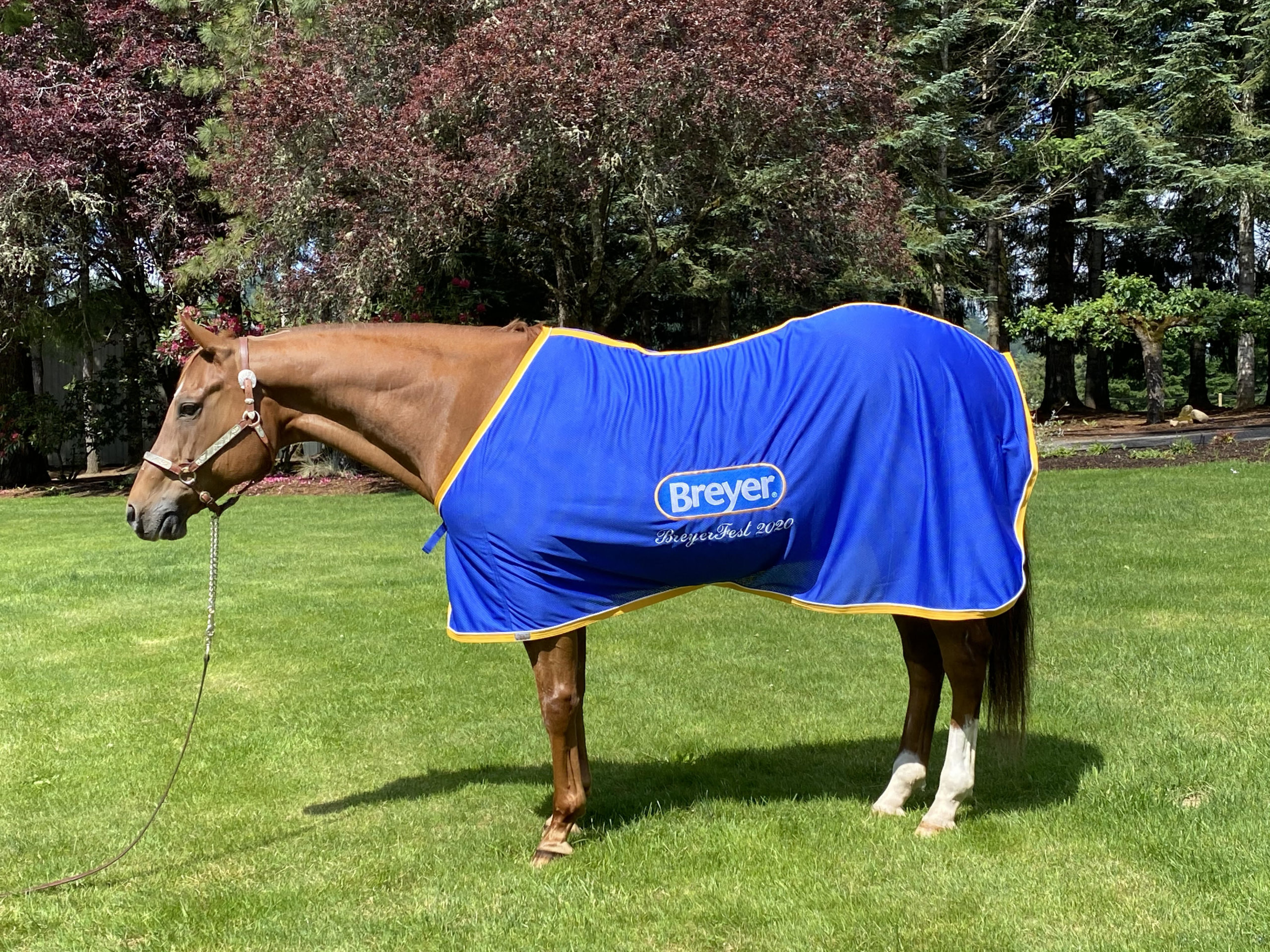 checkers Breyer blanket The Northwest Horse Source
